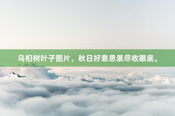 乌桕树叶子图片，秋日好意思景尽收眼底。